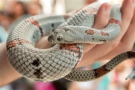 Aquarium of the Pacific | Online Learning Center | Gray-Banded Kingsnake