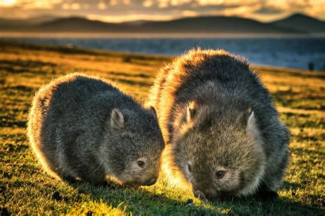 Media - MISSION ACCOMPLISHED 8 AUGUST 2022: 🐨 POSTING WOMBAT IMAGES ...