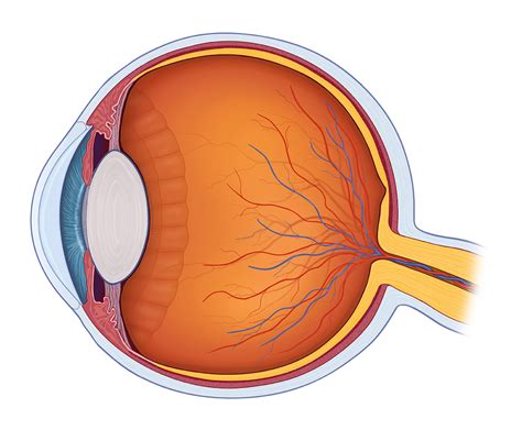 Structure Of Human Eye - Human Sense Organs - The Five Senses - A ...