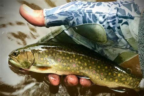 Brook Trout vs. Brown Trout: A Simple Guide (Updated 2023)