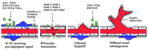 The angiogenic process has four main steps. (A) The endothelial cells ...