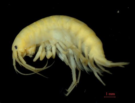 ﻿A new Gammarus species from Xinjiang Uygur Autonomous Region (China ...