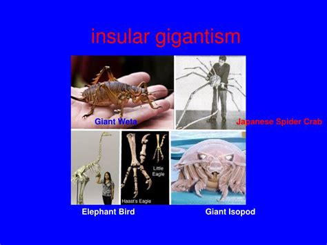 PPT - Lecture 5 Insular Gigantism and Dwarfism-island biogeography ...