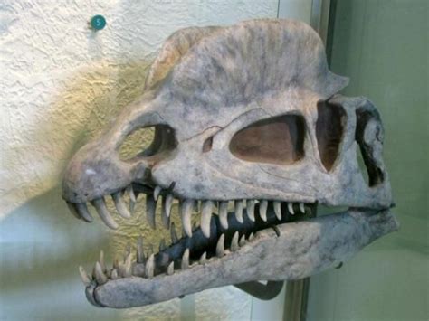 The Fascinating Dilophosaurus Fossil | Dinosaurzus