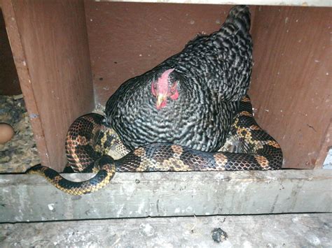 Hen sits on egg-thieving snake, leaving both the snake and the human no ...