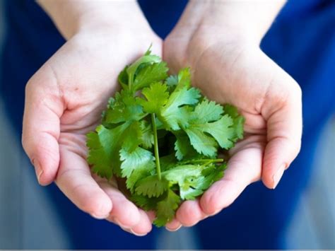 When to Harvest Cilantro - Gardening Tips 2024 - Northern Nester