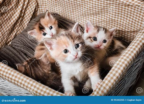 Four cute kitten stock image. Image of group, sitting - 95343255