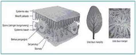 Struktur Bagian Dalam Daun Dikotil