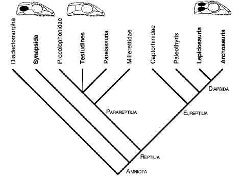 Turtles as anapsid reptiles. Traditional phylogenetic hypotheses based ...