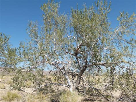 Desert Ironwood Tree - Olneya tesota