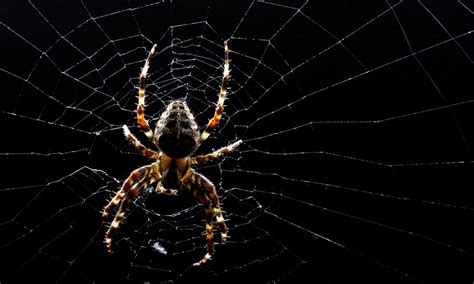 The shape of fear... why spiders scare us so much: Humans are hardwired ...