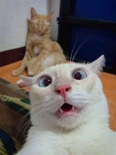 Funny Cats Faces - Cat Mania