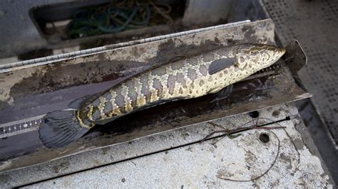 Fish Identification: Northern Snakehead - Fish Hudson Valley