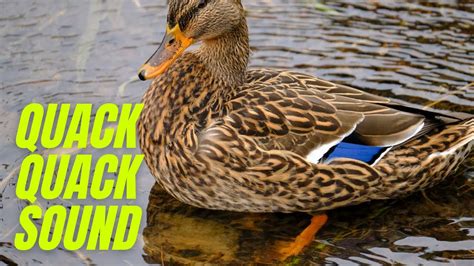 Wild Mallard Duck Sounds | Quack Quack Sound Effect | Duck Sound Effect ...