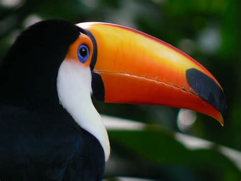 File:Toco toucan Parque das Aves.jpg