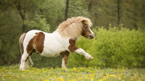 Wallpaper Pony walking, wildflowers 5120x2880 UHD 5K Picture, Image