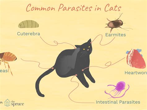 How Do I Know If My Cat Has A Parasite - Cat Lovster