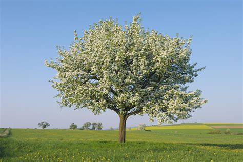 Growing a Pear Tree in Your Home Garden