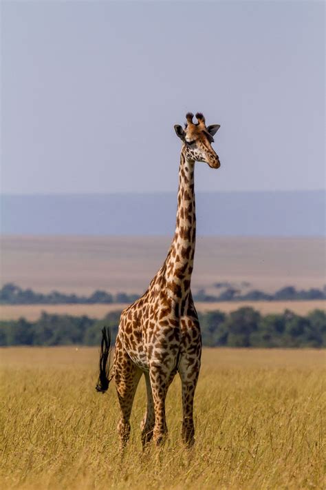 Giraffe, in Masai Mara national park, Kenya African Giraffe, African ...