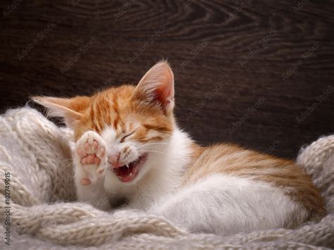 Funny cat laughing. Portrait of a laughing cat largly. White kitten ...