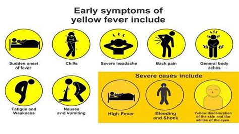 Yellow Fever: Causes, Symptoms, Prevention, and Treatments ...