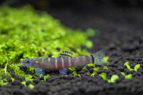 Sumo Loach (Schistura balteata): Care, Size & Tank Mates - Fish Laboratory