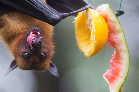 Bulmer's Fruit Bat: Why is it Endangered?