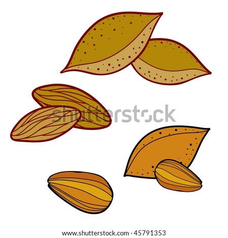 Vector Set Almond Illustration Stock Vector 45791353 - Shutterstock