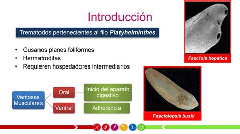 SOLUTION: Exposición fasciola hepatica y fasciolopsis buski - Studypool