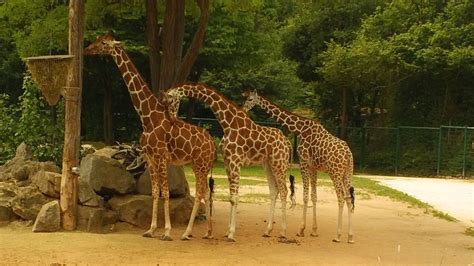 Aaron took this photo at the Nuremberg Zoo. | Zoo, Photo, Nuremberg