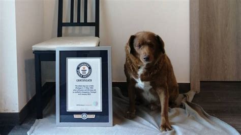 Meet Bobi, The Oldest Living Dog In The World