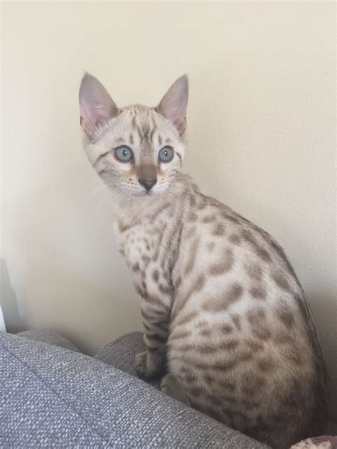 blue eyed snow Bengal kitten | Bengal kitten, Bengal cat, Bengal cat kitten