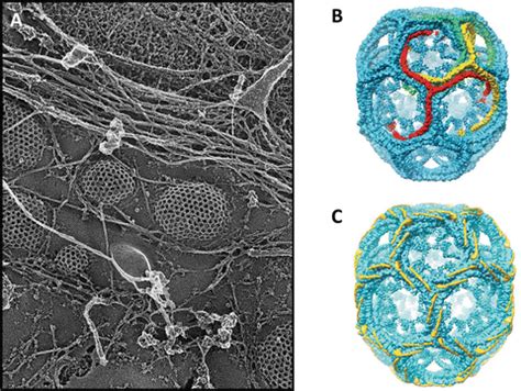 Structure and Assembly of Clathrin Cages | SpringerLink