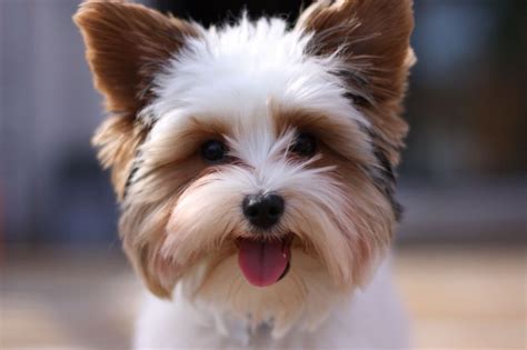 Parti Yorkie vs Regular Yorkie - What is the Difference? - BarkStory