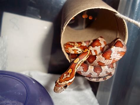 DIY Snake Enrichment! - Reptile Forums