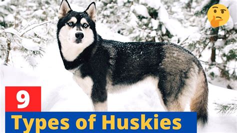 9 Types of Huskies: Which Husky would be suitable for you? - YouTube