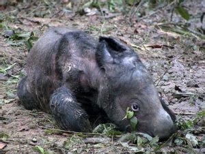 Sumatran Rhino Facts, Habitat, Diet, Life Cycle, Baby, Pictures