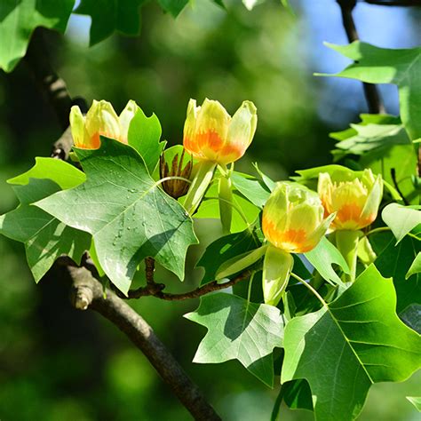 Ode to the Tuliptree - Weston Nurseries