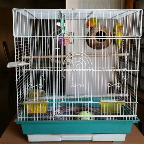 Bird Cage for Lovebirds on Carousell