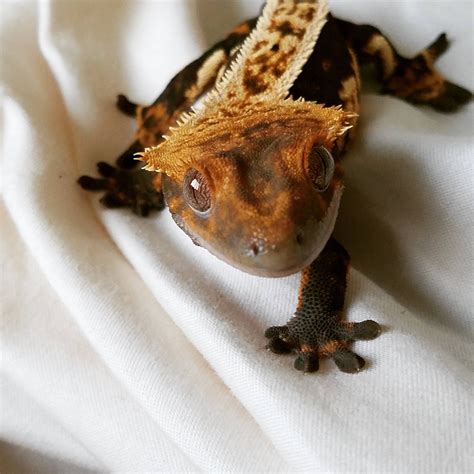 My beautiful little crested gecko Babu! (x-post from r/reptiles) http ...