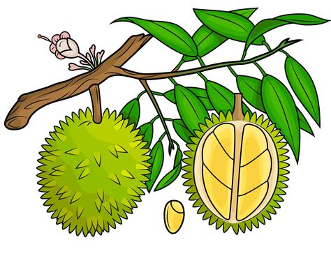 Vector illustration of durian fruit, isolated on a white - Clip Art Library