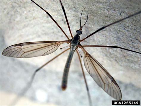 Crane Flies: Got Pests? : Board of Pesticides Control: Maine DACF