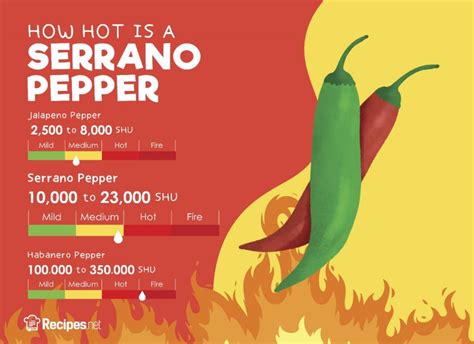 Serrano Pepper: How Hot Is It and How to Use It in Cooking - Recipes.net