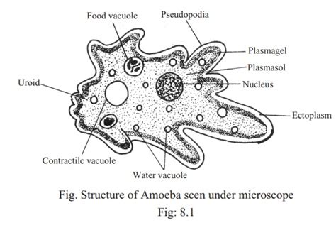 Amoeba Proteus Diagram