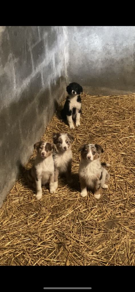 Red Merle collie - Dogs For Sale Ireland