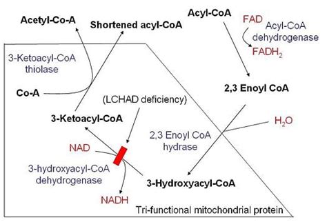 Beta-oxidation of Fatty Acid