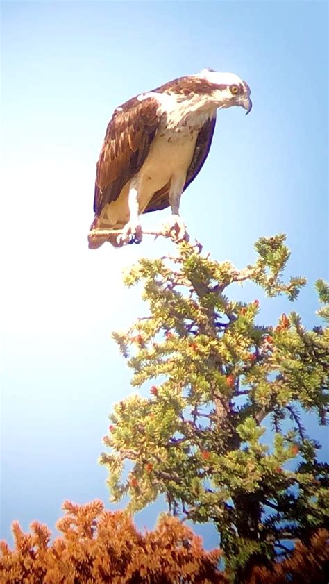 Rio Grande National Forest - Nature & Science