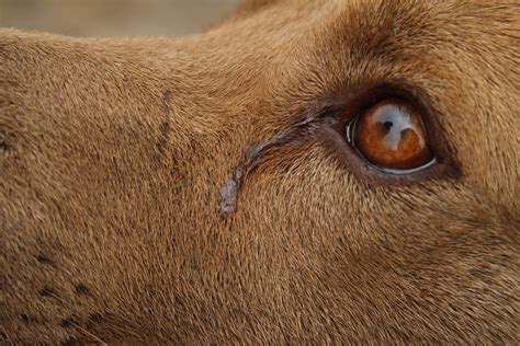 5 Types Of Dog Eye Discharge | PetCareRx