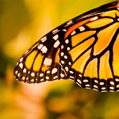 Orange Beauties in Flight & Endangered Now | Monarch Butterflies ...