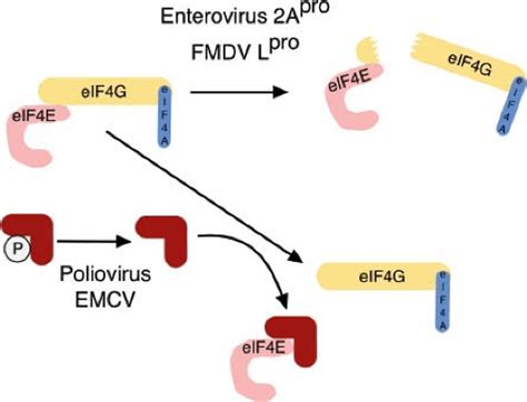 Picornaviridae: The Viruses and their Replication | Basicmedical Key